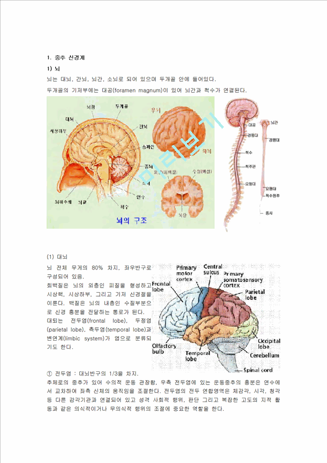 신경계 구조와 기능   (2 )